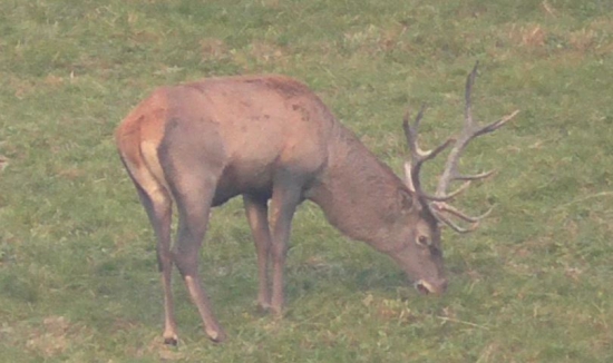 jelen s pekným háremom