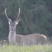 Ked ruja vrcholila.