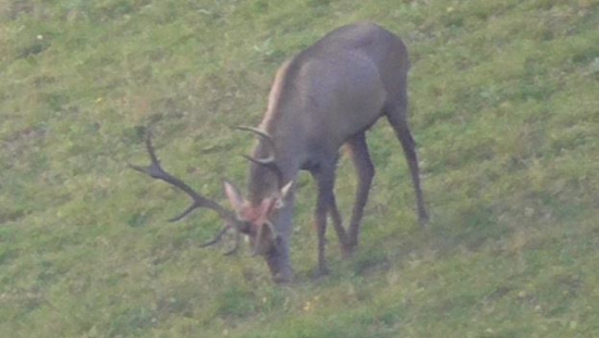 12-torak pasúci sa po ruji.