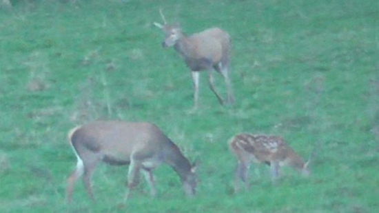 teľa 2.11.2014 Je to možne?