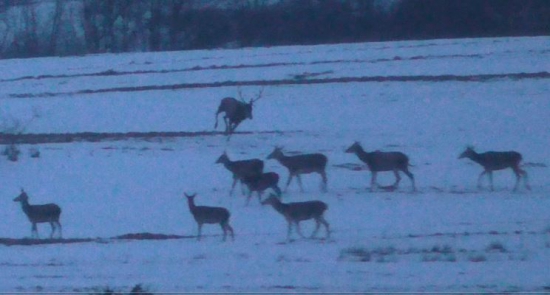 Rýchlo! kto bude prví na večeri.