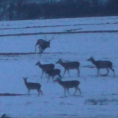 Rýchlo! kto bude prví na večeri.