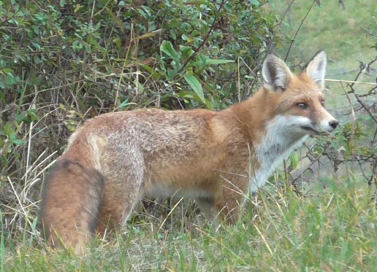 Skoro som ju chytil za chvost.