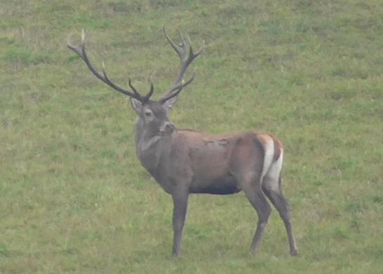 Kráľ a ešte s jelenicami ???