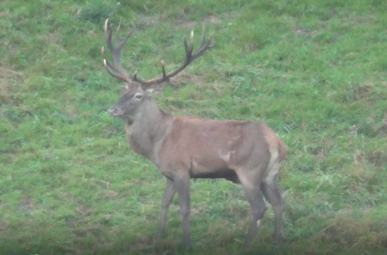 Štvorka si ešte stráži svoj hárem.