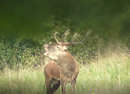 Cez štrbinku v listí.