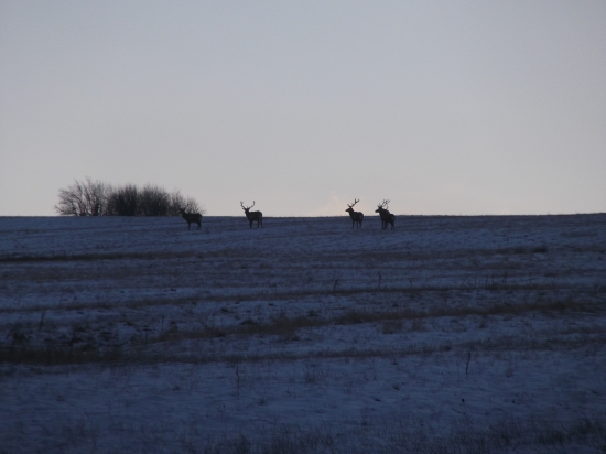Päť člena partia :) Jelene  :)