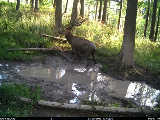 Na  sklonku ruje 2017