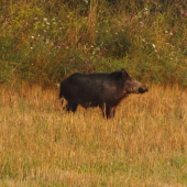 Kanec