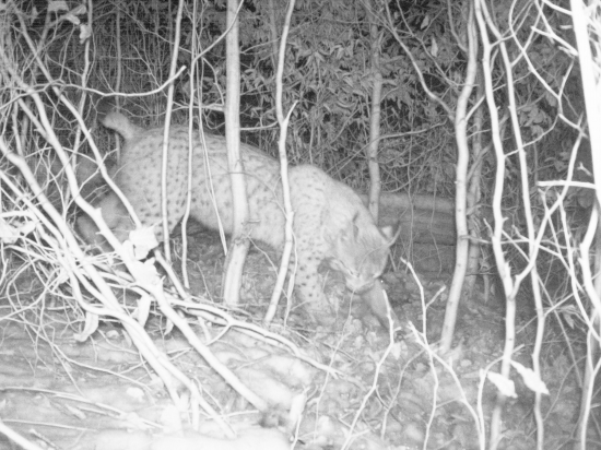 Keď sa z lovca stáva korisť!