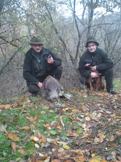 Dohľadávka prasaťa