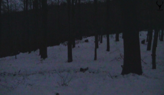 Moje prvé kamerovanie diviakov