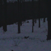 Moje prvé kamerovanie diviakov