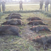 foxíci v akcii