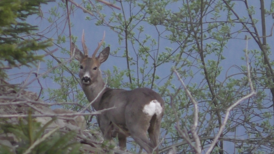 Raritný krásavček live