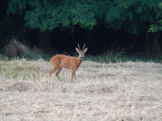 Príroda môj druhý domov