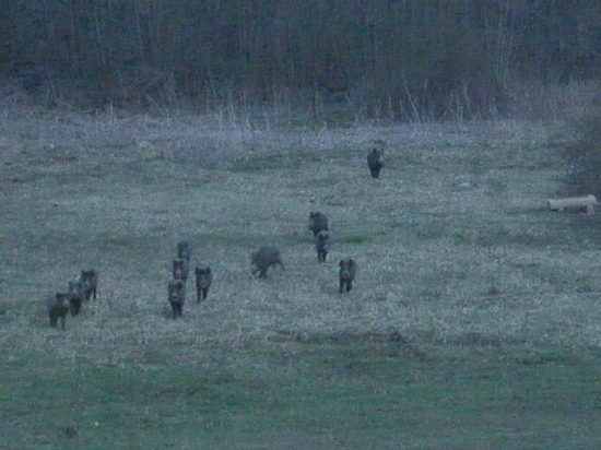 Zopár diviačikov :-)