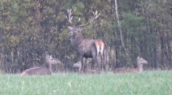 Jeleň s háremom a srnkami
