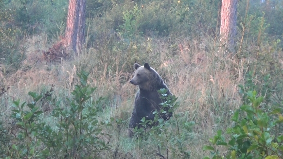 Rozumel po slovensky