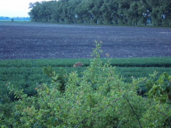 Zaujímavá srna,ale posúdte sami.
