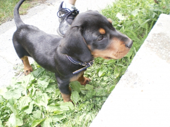 prvý krát v oplôtku