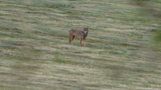 Vlk Dravý ďalšie krásne stretnutie