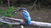 The Kingfisher-flying diamond/ Rybárik-lietajúci drahokam