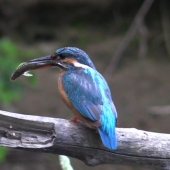 The Kingfisher-flying diamond/ Rybárik-lietajúci drahokam