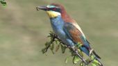 Včelárik zlatý / The European bee-eater