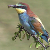 Včelárik zlatý / The European bee-eater