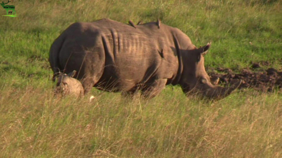 AFRICA-PARADISE OF ANIMALS