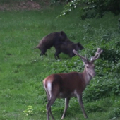 Diviaky vs jelene WILD BOARS vs RED DEERS