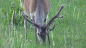 Vysoká na paši  DINNER OF RED DEER