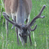 Vysoká na paši  DINNER OF RED DEER