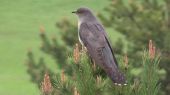 Kukučka jarabá CUCKOO