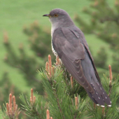 Kukučka jarabá CUCKOO
