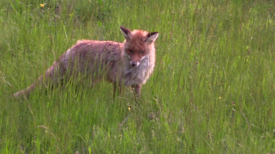 Chyť ma, ak to dokážeš CATCH ME IF YOU CAN