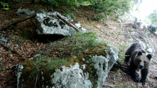 Medvedia rodina na útese  BEAR´S FAMILY ON THE ROCK CLIFF