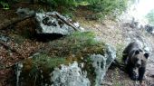 Medvedia rodina na útese  BEAR´S FAMILY ON THE ROCK CLIFF