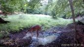 RED DEERS AND MARSH | Jelene a bahnisko