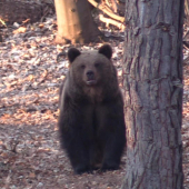 TWO BEARS AND RESPECT