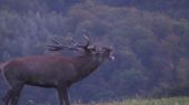 RUT OF RED DEER