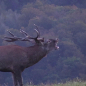 RUT OF RED DEER
