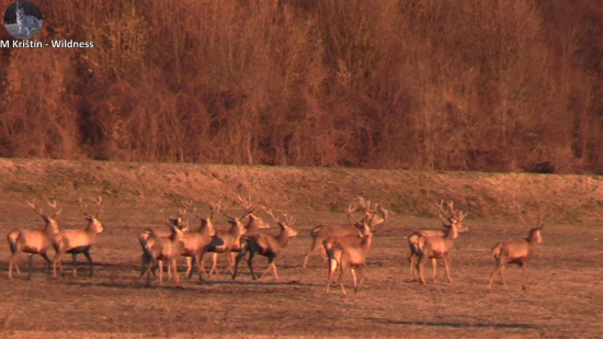Paroháči februárové ráno