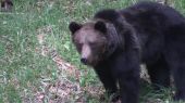 Čierny medveď a sova: letné osvieženie. /BLACK BEAR AND OWL: SUMMER REFRESHMENT.