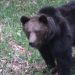 Čierny medveď a sova: letné osvieženie. /BLACK BEAR AND OWL: SUMMER REFRESHMENT.