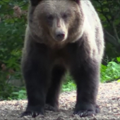Krajina medveďov