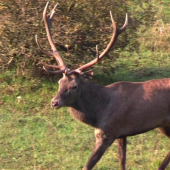 Za hlasom jeleňa - Rut of Red deer