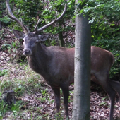 Wildness of Slovakia
