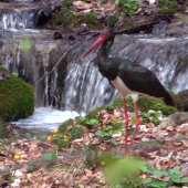 Birds World